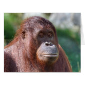 オランウータン (正面横)