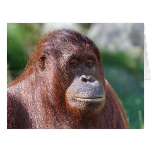 オランウータン (正面横)