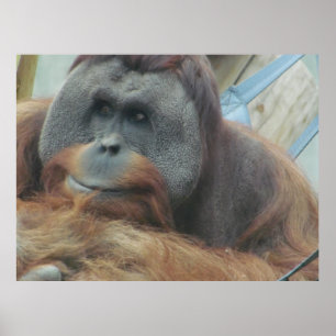 オランウータン,サル,動物,自然壁ポスター ポスター