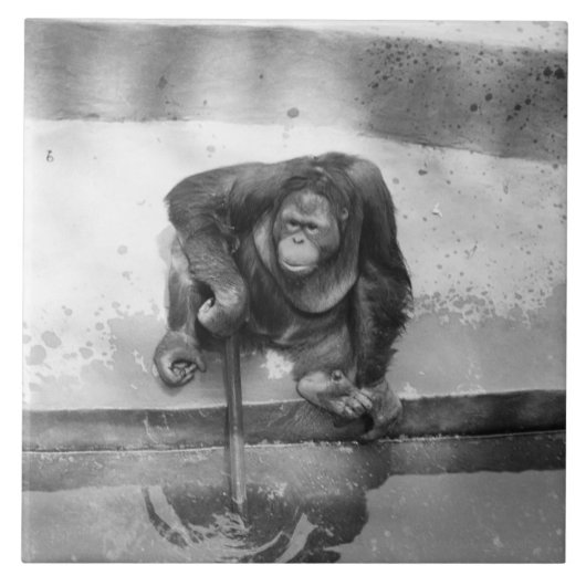 オランウータン タイル (正面)