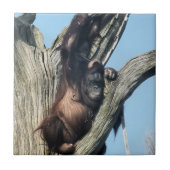 オランウータン タイル (正面)