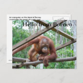 オランウータン・ハンディマン・ボルネオ ポストカード (正面/裏面)