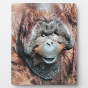 オランウータン フォトプラーク