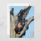 オランウータン ポストカード (正面/裏面)