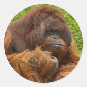 オランウータン ラウンドシール