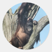 オランウータン ラウンドシール (正面)