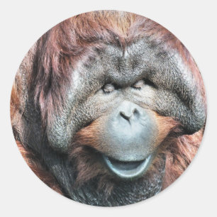 オランウータン ラウンドシール