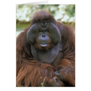 オランウータン Pongo Pygmaeus