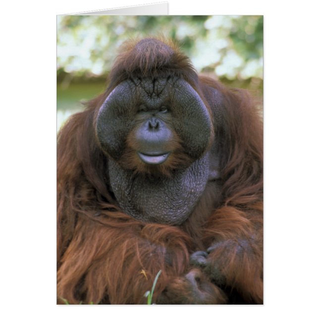 オランウータン Pongo Pygmaeus (正面)