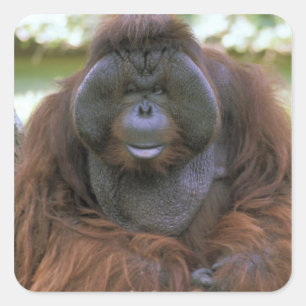 オランウータン Pongo Pygmaeus スクエアシール