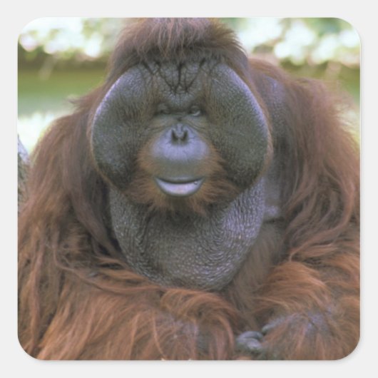 オランウータン Pongo Pygmaeus スクエアシール (正面)