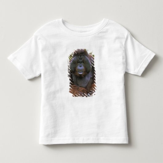 オランウータン Pongo Pygmaeus トドラーTシャツ (正面)