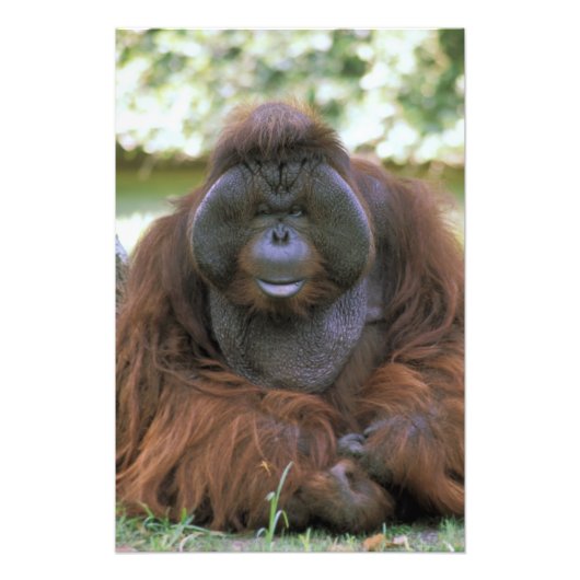 オランウータン Pongo Pygmaeus フォトプリント (正面)