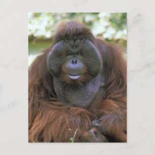 オランウータン Pongo Pygmaeus ポストカード