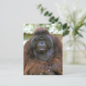 オランウータン Pongo Pygmaeus ポストカード (スタンド正面)