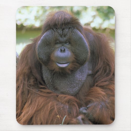 オランウータン Pongo Pygmaeus マウスパッド (正面)