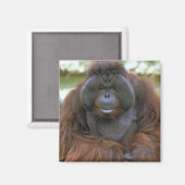 オランウータン Pongo Pygmaeus マグネット (正面/裏面)