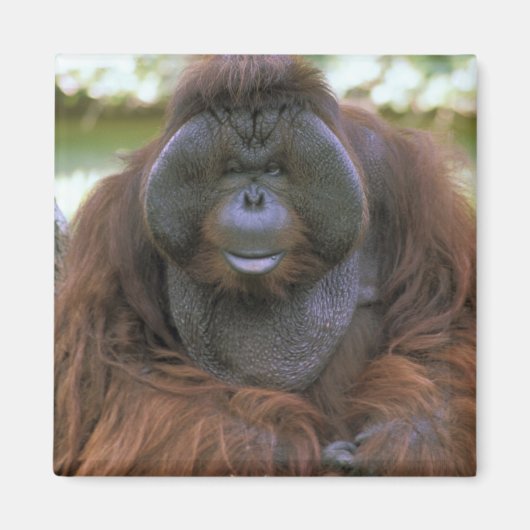 オランウータン Pongo Pygmaeus マグネット (正面)