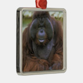 オランウータン Pongo Pygmaeus メタルオーナメント (右)