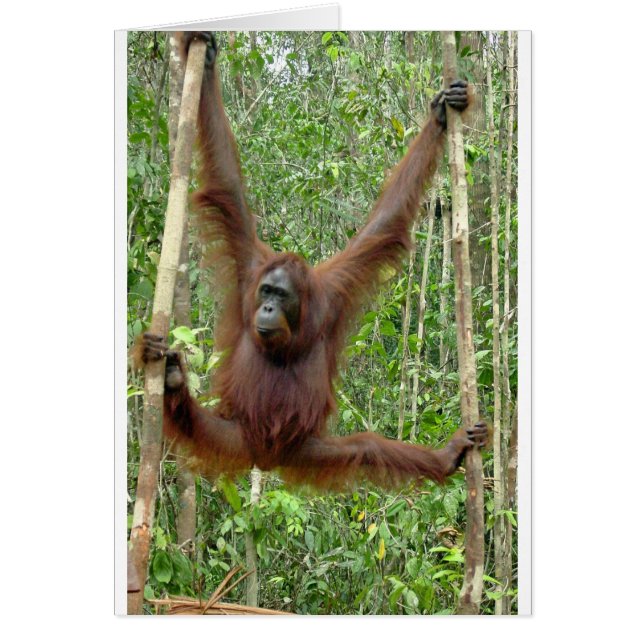 オランウータンhangin (正面)