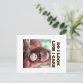 オランガタン ポストカード (スタンド正面)