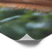 オラングタンぶら下がったのリアナ語 ポスター (角)