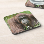 オラングタン コースター (左側)