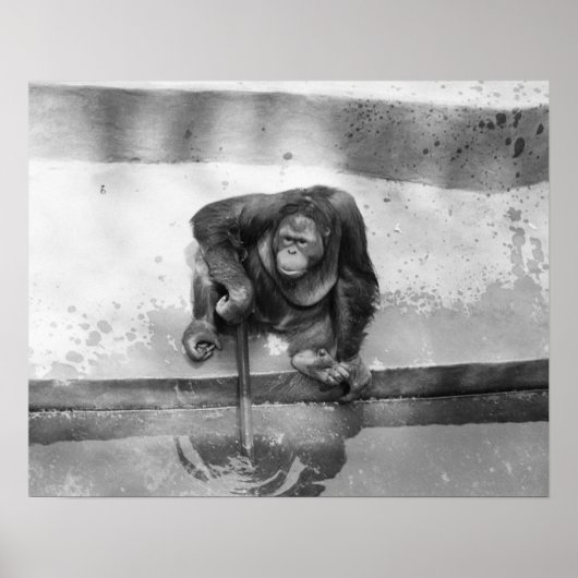 オラングタン ポスター (正面)