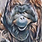 オラングタン ポスター