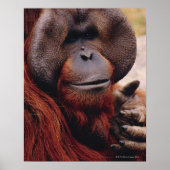 オラングタン ポスター (正面)