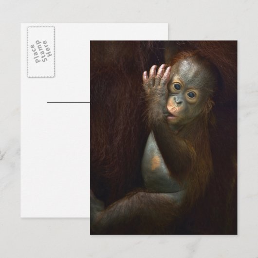 オラングタン ポストカード (正面/裏面)