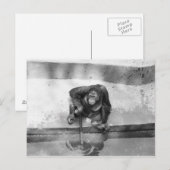 オラングタン ポストカード (正面/裏面)