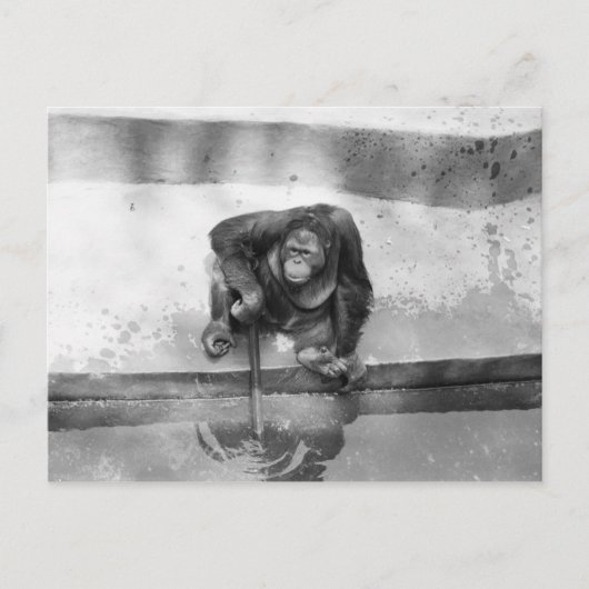 オラングタン ポストカード (正面)