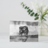 オラングタン ポストカード (スタンド正面)