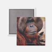 オラングタン マグネット (正面/裏面)