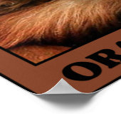 オラング救タン諸島 ポスター (角)