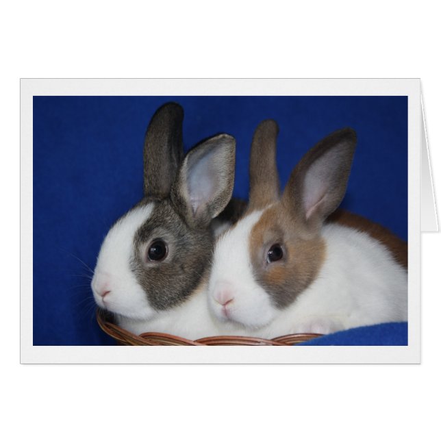 オランダのウサギの空白のなカード (正面横)