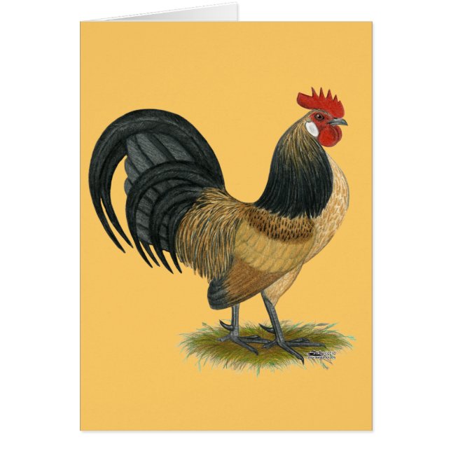 オランダのチャボ:  青いウズラのオンドリ (正面)