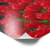 オランダのチューリップの花のオランダ フォトプリント            (角)