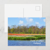 オランダのチューリップ畑 ポストカード (正面/裏面)