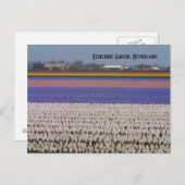 オランダの花 ポストカード (正面/裏面)