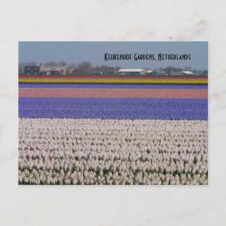 オランダの花 ポストカード