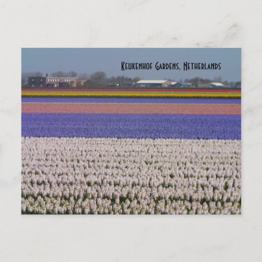 オランダの花 ポストカード (正面)