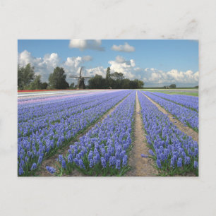 オランダの野に咲く青いヒヤシンスの花 ポストカード