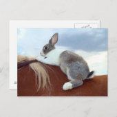 オランダの馬はがきに乗ったウサギ ポストカード (正面/裏面)