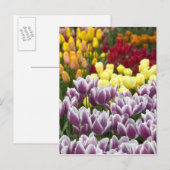 オランダはオランダと呼ばれる)、リッセ。ケウケンホフ3 ポストカード (正面/裏面)