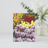 オランダはオランダと呼ばれる)、リッセ。ケウケンホフ3 ポストカード (スタンド正面)