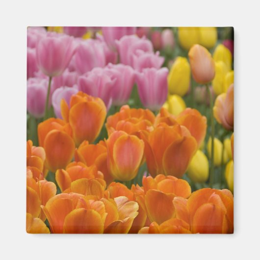 オランダはオランダと呼ばれる)、リッセ。ケウケンホフ4 マグネット (正面)