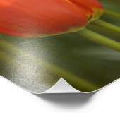 オランダはオランダと呼ばれる)、リッセ。ケウケンホフ7 フォトプリント            (角)