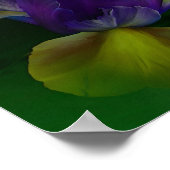 オランダアイリスイン虹彩ファインアートポスター/プリント ポスター (角)